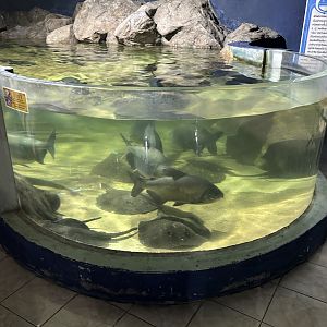 Red-bellied Pacu Exhibit