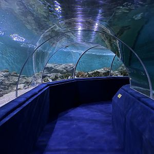 Shark Tunnel