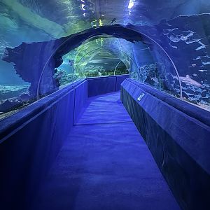 Shark Tunnel