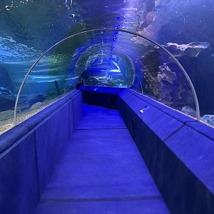 Shark Tunnel