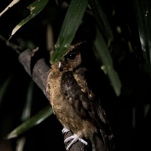 Sunda Scops Owl (Otus lempiji)