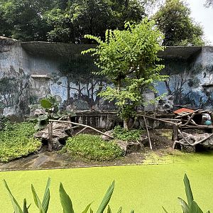 Northern Pig-tailed Macaque Exhibit