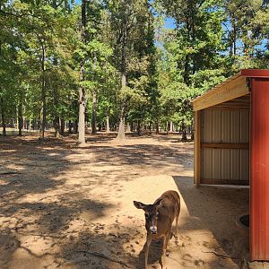 Cypress Black Bayou Park - Deer forest