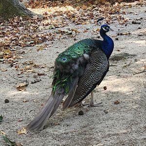 Cypress Black Bayou Park - Blue Peafowl
