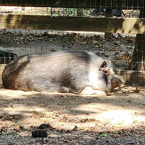 Cypress Black Bayou Park - Pig