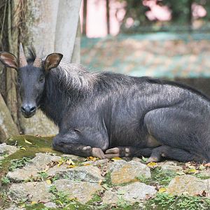 Mainland Serow (Capricornis sumatraensis)