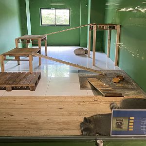 Racoon Exhibit