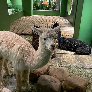 Alpaca Exhibit