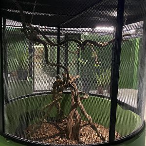 Common Marmoset Exhibit