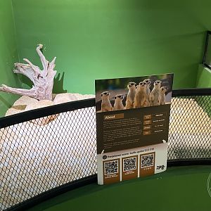 Meerkat Exhibit