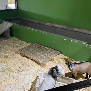 Pygmy Goat Exhibit