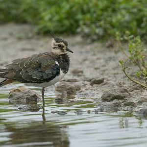 Juvenile lapwing, wild, UK