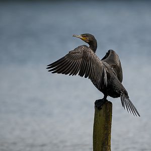 Cormorant, wild, UK