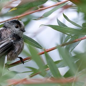 Long tailed tit, wild UK