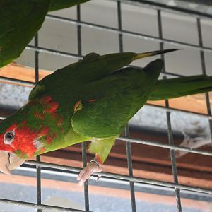 Tucumán mitred parakeet (Psittacara mitratus tucumanus)