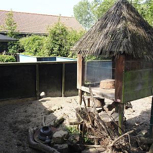 Meerkat exhibit, 2024-05-11
