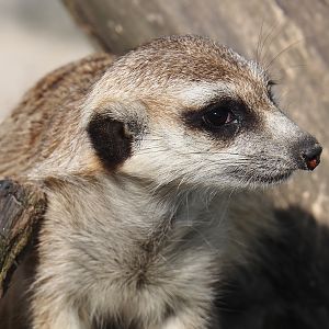 Meerkat (Suricata suricatta), 2024-05-11