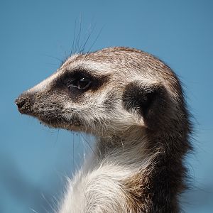 Meerkat (Suricata suricatta), 2024-05-11