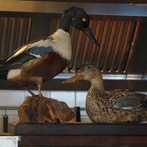 Northern shoveler (Spatula clypeata) pair taxidermy specimens, 2024-05-11