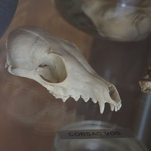 Corsac fox (Vulpes corsac) skull, 2024-05-11