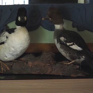 Eurasian goldeneye (Bucephala clangula) pair taxidermy specimens, 2024-05-11