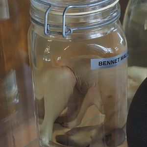 Preserved Red-necked wallaby (Notamacropus rufogriseus) joey, 2024-05-11