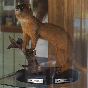 Siberian weasel (Mustela sibirica) taxidermy specimen, 2024-05-11