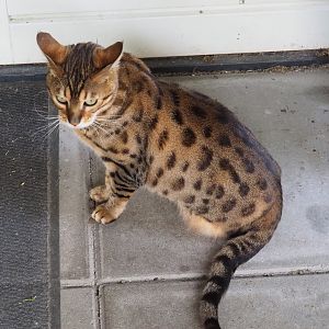 One of the park's three domestic cats (Felis catus), 2024-05-11