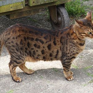 One of the park's three domestic cats (Felis catus), 2024-05-11
