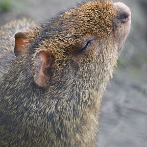 Azara's agouti (Dasyprocta azarae), 2024-05-11