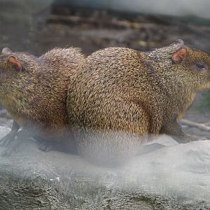 Azara's agoutis (Dasyprocta azarae), 2024-05-11