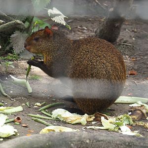 Azara's agouti (Dasyprocta azarae), 2024-05-11