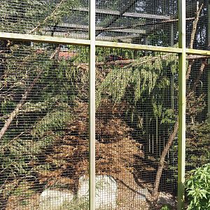 Pegu red squirrel exhibit, 2024-05-11