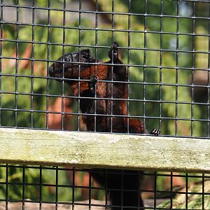 Pegu red squirrel (Callosciurus finlaysonii ferrugineus), 2024-05-11