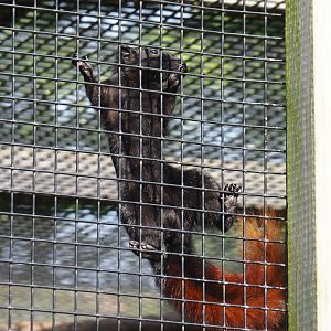 Pegu red squirrel (Callosciurus finlaysonii ferrugineus), 2024-05-11