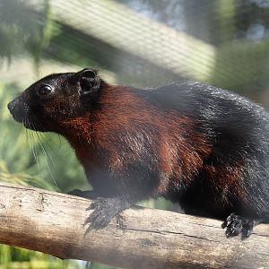 Pegu red squirrel (Callosciurus finlaysonii ferrugineus), 2024-05-11