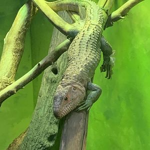 Caiman Lizard