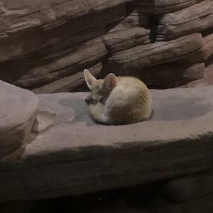 Fennec Fox