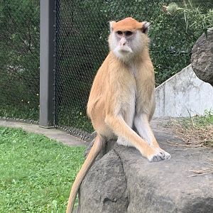 Patas Monkey