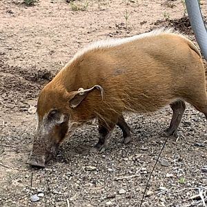 Red River Hog