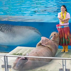 Whale Shark and Walrus at Show