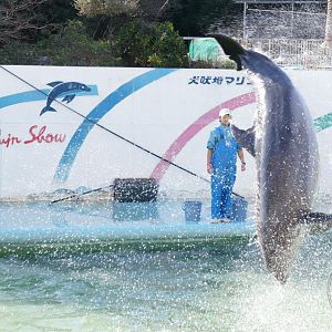 Dolphin Show
