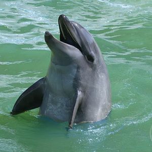 Bottlenose Dolphin (Tursiops truncatus)