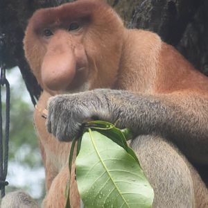 Proboscis Monkey (Nasalis larvatus)