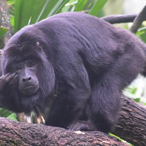 Black Howler (Alouatta caraya)