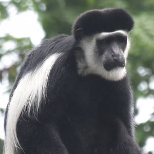Mantled Guereza (Colobus guereza)