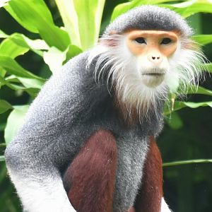 Red-shanked Douc (Pygathrix nemaeus)