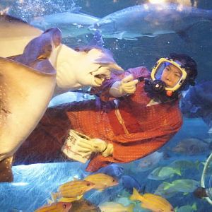 New Year Feeding Show