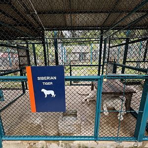 Tiger Holding Area - with outdoor access