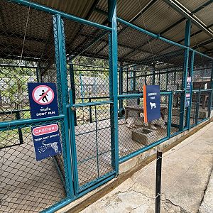 Tiger Holding Areas - with outdoor access